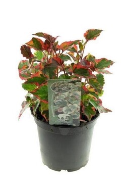 Stimburė širdžialapė (Lot Houttuynia cordata) 'Chameleon' C2/P17