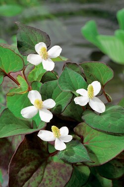 Stimburė širdžialapė (Lot Houttuynia cordata) P9 | STIMBURĖS | DAUGIAMETĖS GĖLĖS