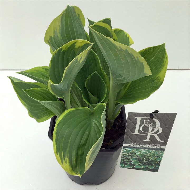 Melsvės fort. (Lot Hosta fort.) 'Aureomarginata' C2/P17 | MELSVĖS | DAUGIAMETĖS GĖLĖS