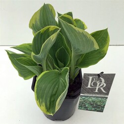 Melsvės fort. (Lot Hosta fort.) 'Aureomarginata' C2/P17 | MELSVĖS | DAUGIAMETĖS GĖLĖS