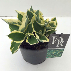 Melsvės (Lot Hosta) 'Patriot' C3/P19
