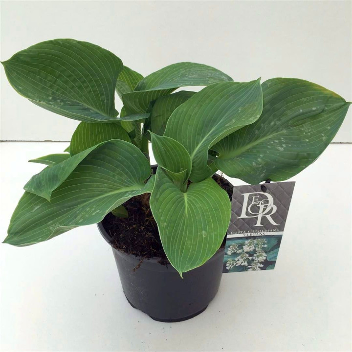 Melsvės sieb. (Lot Hosta sieb.) 'Elegans' C3/P19