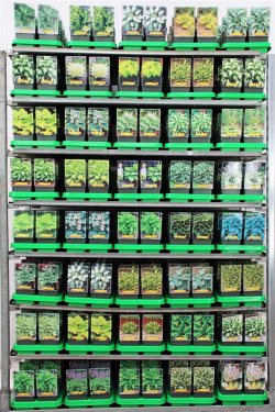 Melsvės MIX (Lot Hosta in)  P11 - nuotrauka 1
