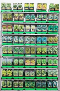 Melsvės MIX (Lot Hosta in)  P11 - nuotrauka 2