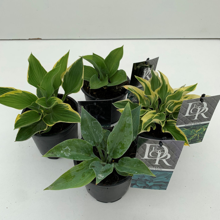 Melsvės MIX (Lot Hosta in)  C1/P13