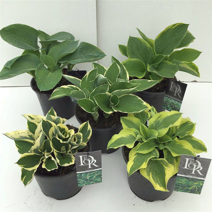 Melsvės MIX (Lot Hosta in)  C3/P19