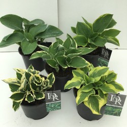 Melsvės MIX (Lot Hosta in)  C3/P19 - nuotrauka 2
