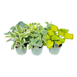 Melsvės MIX (Lot Hosta in) C5/P23