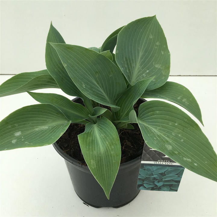 Melsvės tard. (Lot Hosta tard.) 'Halcyon' C3/P19