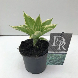 Melsvės und. (Lot Hosta und.) 'Albomarginata' C1/P13