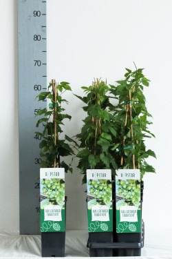 Paprastasis apynys (Lot Humulus lup.) 'Hellertauer' P17 40-60 CM 3 STICK | VIJOKLINIAI | KRŪMAI