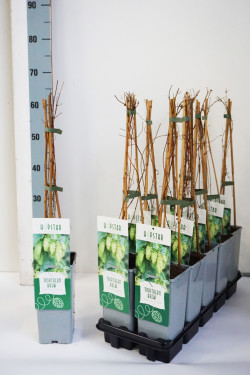 Paprastasis apynys (Lot Humulus lup.) 'Northern Brew' P17 40-60 CM 3 STICK - nuotrauka 1