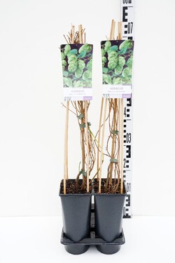 Paprastasis apynys (Lot Humulus lup.) 'Nordbrau' C2,5 70 CM 4 ST(SP)