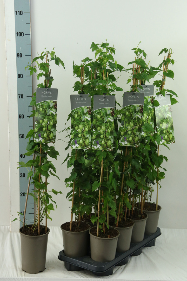 Paprastasis apynys (Lot Humulus lupulus) P17 60-100 3-STICK | VIJOKLINIAI | KRŪMAI