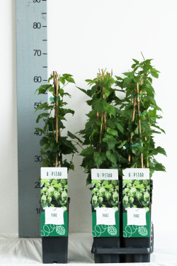 Paprastasis apynys (Lot Humulus lup.) 'Pure' P17 40-60 CM 3 STICK | VIJOKLINIAI | KRŪMAI