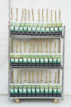 Apinių MIX (Lot Humulus in)  P17 40-60 CM 3 STICK