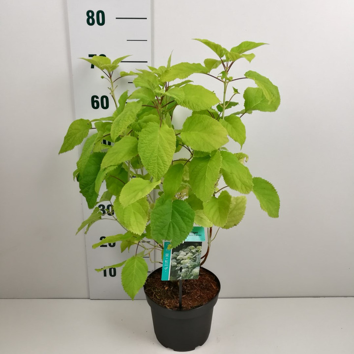 Hortenzija šviesioji (Lot Hydrangea arb.) 'Annabelle' C3/P19 50-60 CM