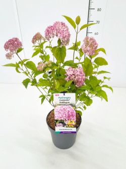 Hortenzija šviesioji (Lot Hydrangea arb.) 'Candybelle®Bubblegum' C5/P23 40-50 CM