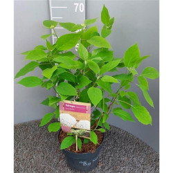 Hortenzija šviesioji MIX (Lot Hydrangea arborescens)   2x17  'Strong Annabelle' &  2x17 'Annabelle' & 'Pink Annabelle' C5/P23 40