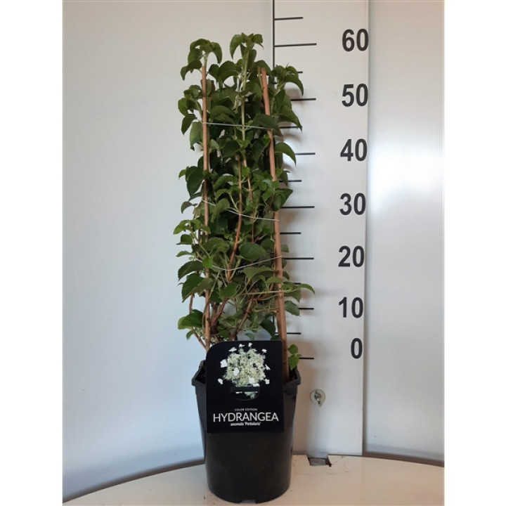 Hortenzija laipiojančioji (Lot Hydrangea anomala petiolaris) C4,5/P22 50-60 CM 4 ST.
