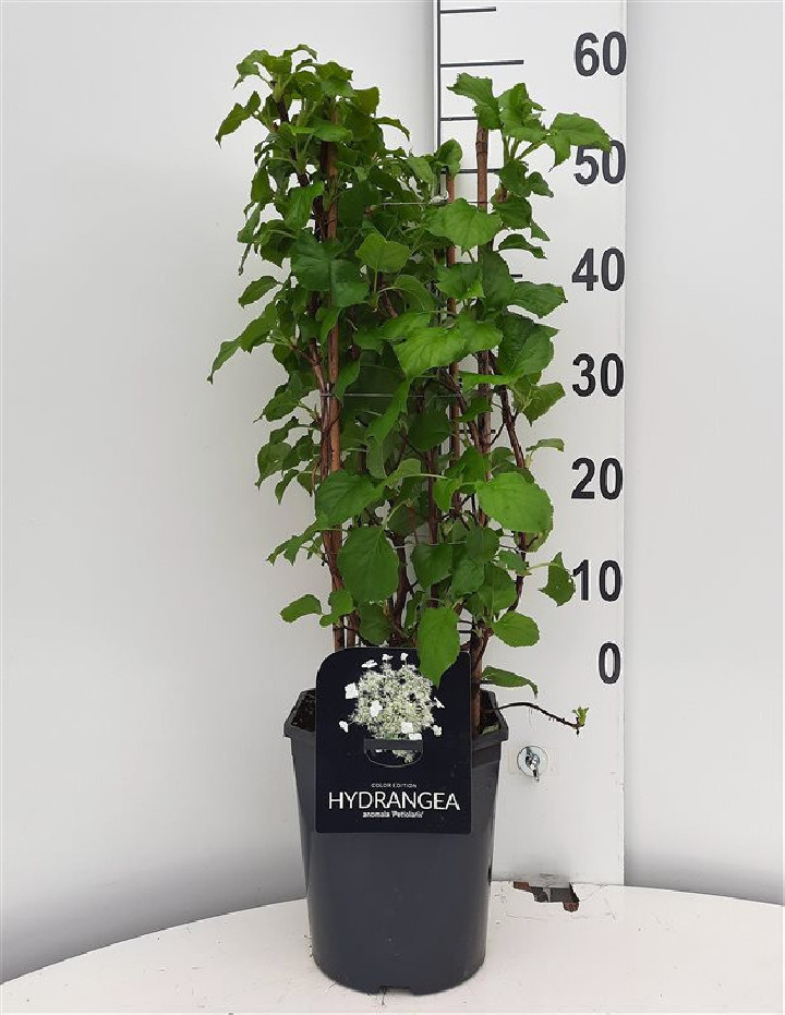 Hortenzija laipiojančioji (Lot Hydrangea anomala petiolaris) C4,5/P22 50-60 CM 4 ST.