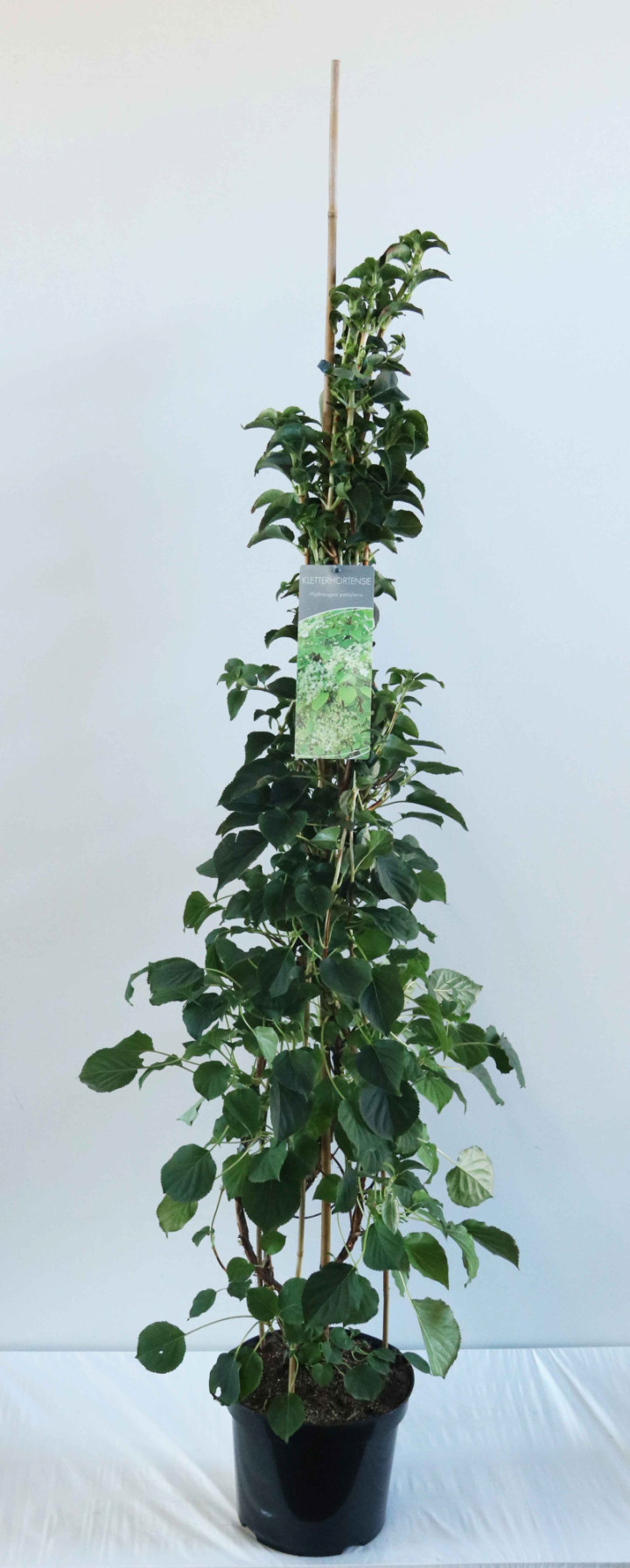 Hortenzija laipiojančioji (Lot Hydrangea anomala)  C7,5/P26 100-125 CM