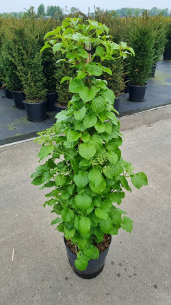Hortenzija laipiojančioji (Lot Hydrangea anomala)  C10 80-100 CM 3 ST - nuotrauka 2