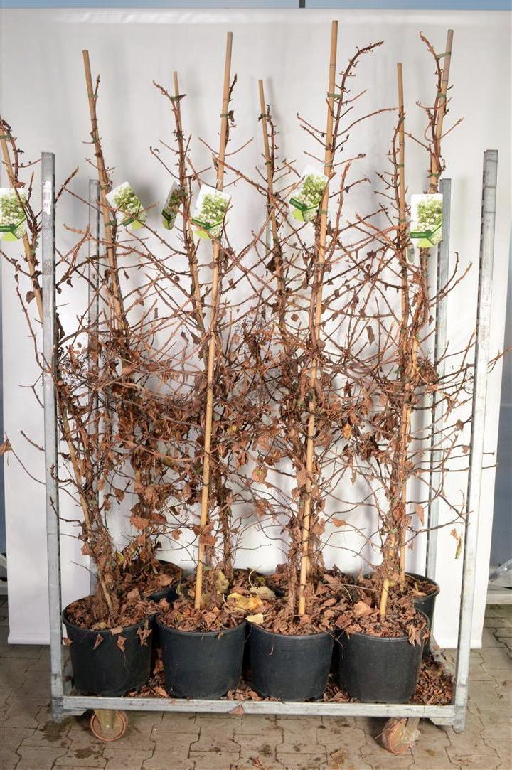 Hortenzija laipiojančioji (Lot Hydrangea anomala) C15 175-200 CM | LAIPIOJANČIOSIOS HORTENZIJOS | HORTENZIJOS