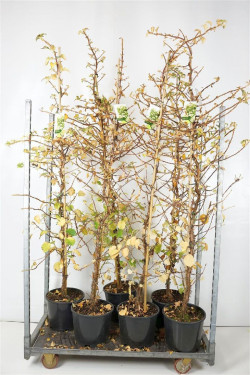 Hortenzija laipiojančioji (Lot Hydrangea anomala)  C15 200-225 CM