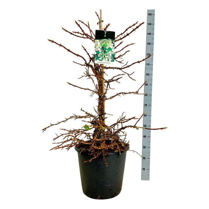 Hortenzija laipiojančioji (Lot Hydrangea anomala petiolaris) C55 100-125CM | LAIPIOJANČIOSIOS HORTENZIJOS | HORTENZIJOS