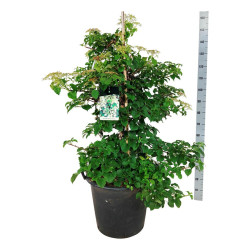Hortenzija laipiojančioji (Lot Hydrangea anomala)  C55 100-125CM EXTRA - nuotrauka 2