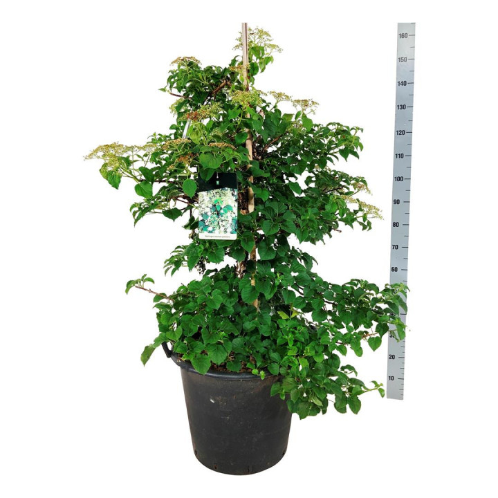 Hortenzija laipiojančioji (Lot Hydrangea anomala petiolaris) C55 100-125CM | LAIPIOJANČIOSIOS HORTENZIJOS | HORTENZIJOS