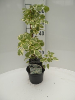 Hortenzija laipiojančioji (Lot Hydrangea anomala) 'Silver Lining' C2/P17 40-50 CM