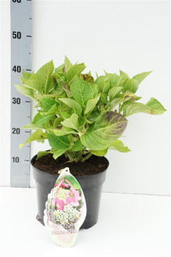 Hortenzija didžialapė (Lot Hydrangea m.) 'Teller Pink' C5/P23