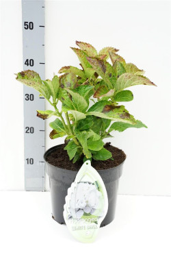 Hortenzija didžialapė (Lot Hydrangea m.) 'White Ball' C5/P23