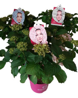 Hortenzija didžialapė MIX (Lot Hydrangea m.) 'Everbloom'  C5/P23