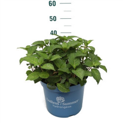 Hortenzija didžialapė (Lot Hydrangea Endless)  C5/P23 25-30 CM - nuotrauka 1