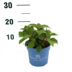 Hortenzija Endless Sum. BloomStar® Pink (Lot Hydrangea Endless Sum. BloomStar® Pink) C1,5/P14 15-20 CM | DIDŽIALAPĖS HORTENZIJOS