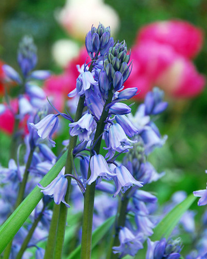 Hiacinoidai (Lot Hyacinthoides hisp.) 'Excelsior' SVOGUNĖLIAI 100 VNT