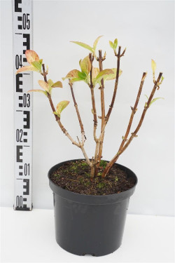 Hortenzija didžialapė (Lot Hydrangea m.) 'Ayesha' C5/P23