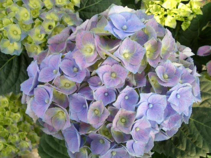 Hortenzija didžialapė (Lot Hydrangea m.) 'Blue Ball' C5/P23
