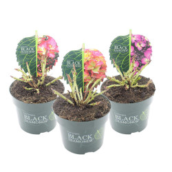 Hortenzija didžialapė MIX (Lot Hydrangea m.) 'Black Diamond' C2/P17 - nuotrauka 1
