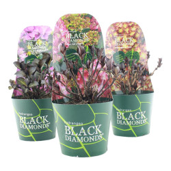 Hortenzija didžialapė MIX (Lot Hydrangea m.) 'Black Diamond'  C2/P17 POTCOVER