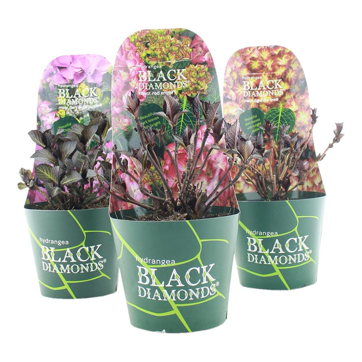 Hortenzija didžialapė MIX (Lot Hydrangea m.) 'Black Diamond'  C2/P17 POTCOVER