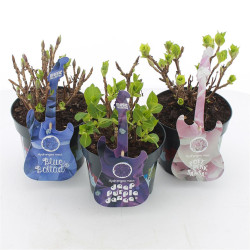Hydrangea MIX (Lot Hydrangea mix)  C2/P17 - nuotrauka 2