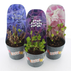 Hydrangea MIX (Lot Hydrangea mix)   C2/P17 POTCOVER - nuotrauka 2