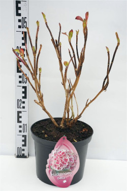 Hortenzija didžialapė (Lot Hydrangea m.) 'Dali' C5/P23