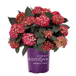Hortenzija didžialapė (Lot Hydrangea m.) 'Eclipse Red' C3/P19