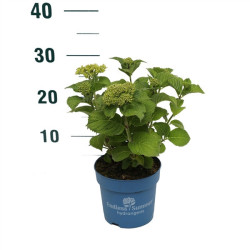 Hortenzija Endless Sum. Summer Love® Purple (Lot Hydrangea Endless Sum. Summer Love® Purple) C1,5/P14 15-20 CM | DIDŽIALAPĖS HOR