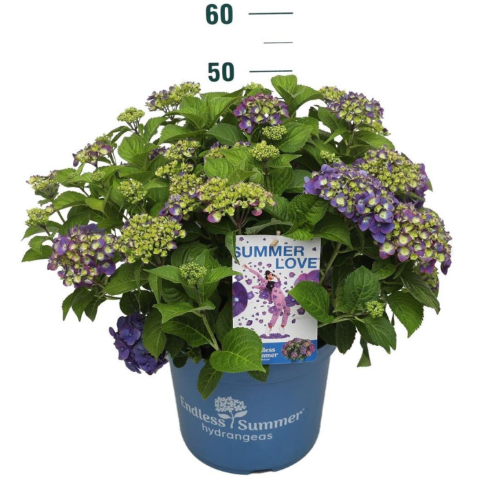Hortenzija Endless Sum. Summer Love® Purple (Lot Hydrangea Endless Sum.